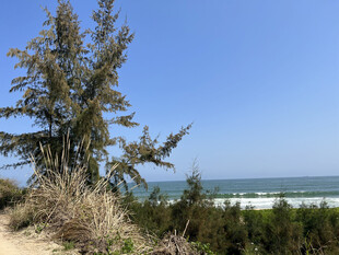 海边绿树风景
