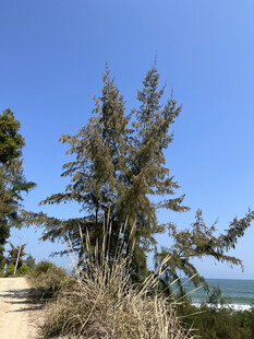 海边挺拔的树木与蓝天