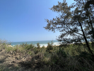 海边树林风景