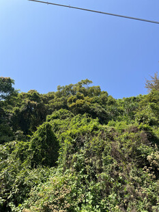 郁郁葱葱的山林景观