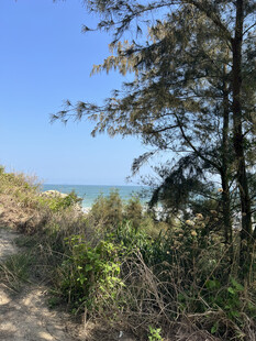海边林间小径风景