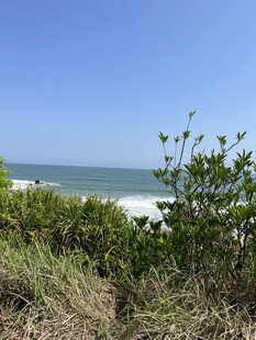 海边绿植与蔚蓝大海景观