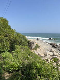海岸边的绿植与礁石景观