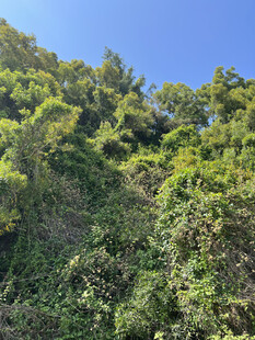 山坡绿意盎然的植被景观