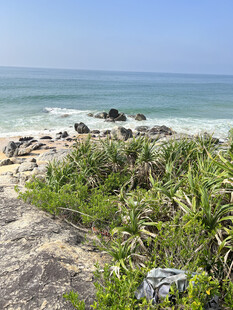海岸边的绿植与海浪景观