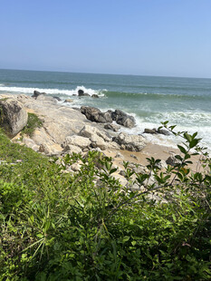 海边绿植与海浪风景