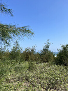 海边绿植景观