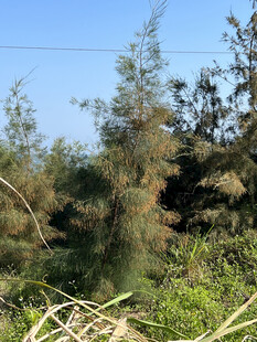 野外杂乱植被景象