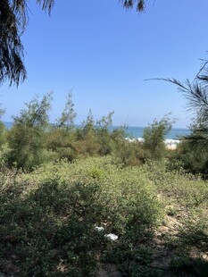 海边绿植景观