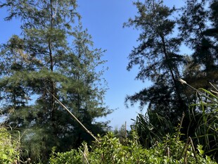 蓝天绿树间的自然景致