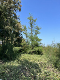 野外绿意盎然的自然景象