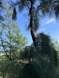 挺拔松树于蓝天绿树间