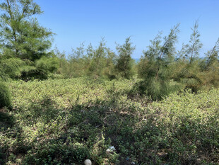 绿意盎然的野外植被景观