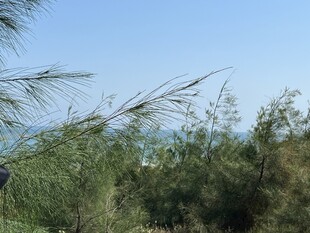 海边葱郁植被与蓝天景致