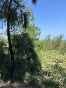 野外葱郁树林景观