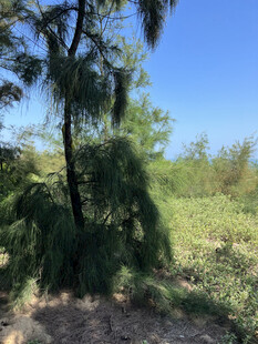 野外葱郁树木与开阔蓝天