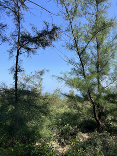 夏日林间景致