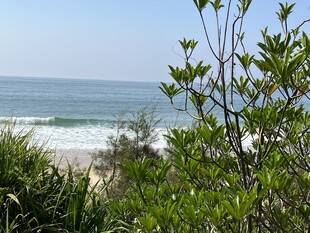 海边绿植与海浪景致