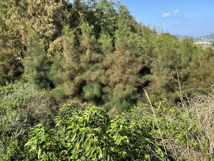 山林间繁茂的绿色植被