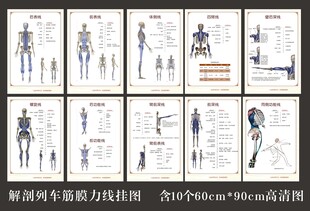 解剖列车筋膜力线挂图
