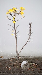 孤独绽放的黄色花卉植物