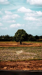 田野孤树风景