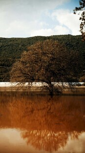 孤树映于金黄水面之景