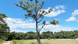 旷野孤树 蓝天绿地之景