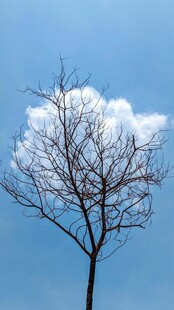 蓝天枯树旁的独特云朵