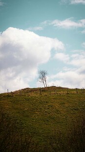 草原孤树 蓝天白云之景