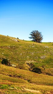 草原孤树风景