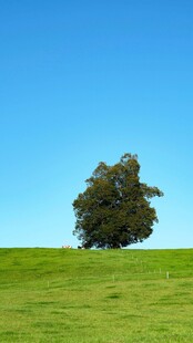 草原孤树