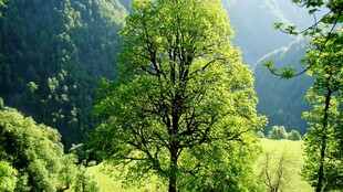 山林绿意盎然的自然美景