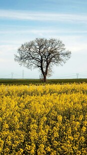 金黄花海中的孤独大树