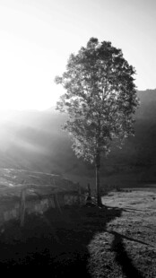 晨光中孤树 乡间小路景