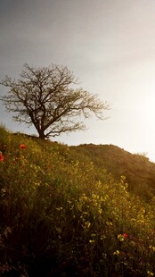 山坡上的孤树与烂漫野花