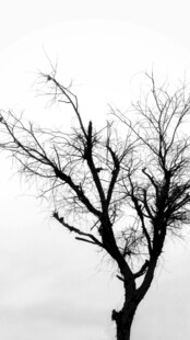 孤独枯树 尽显萧瑟之态