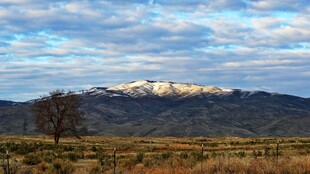 雪山远景与孤树