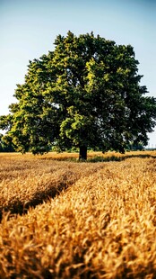 麦田中的孤独大树