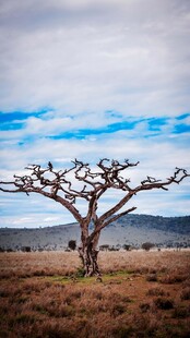 非洲旷野中的枯树