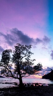 黄昏湖畔孤树美景