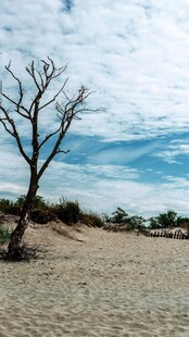 沙漠孤树 尽显苍凉之美