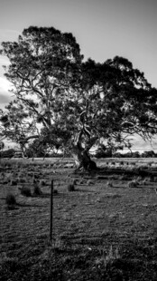 孤独老树于广袤田野