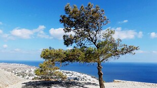 海边孤树 独绽自然之美