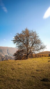 旷野孤树 尽显自然之美