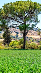 田野中的高大松树