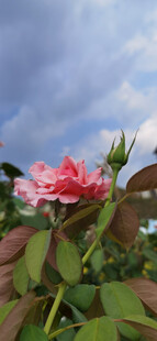 娇艳玫瑰绽放于蓝天之下