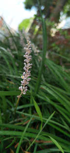 翠绿丛中绽放的细长花朵