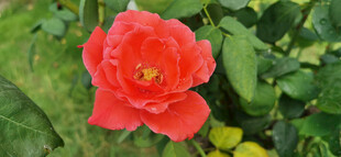 娇艳红玫瑰绽放绿叶间