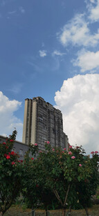 高楼旁绽放的鲜艳花朵